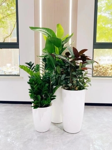 宁波前湾绿植租赁公司亡